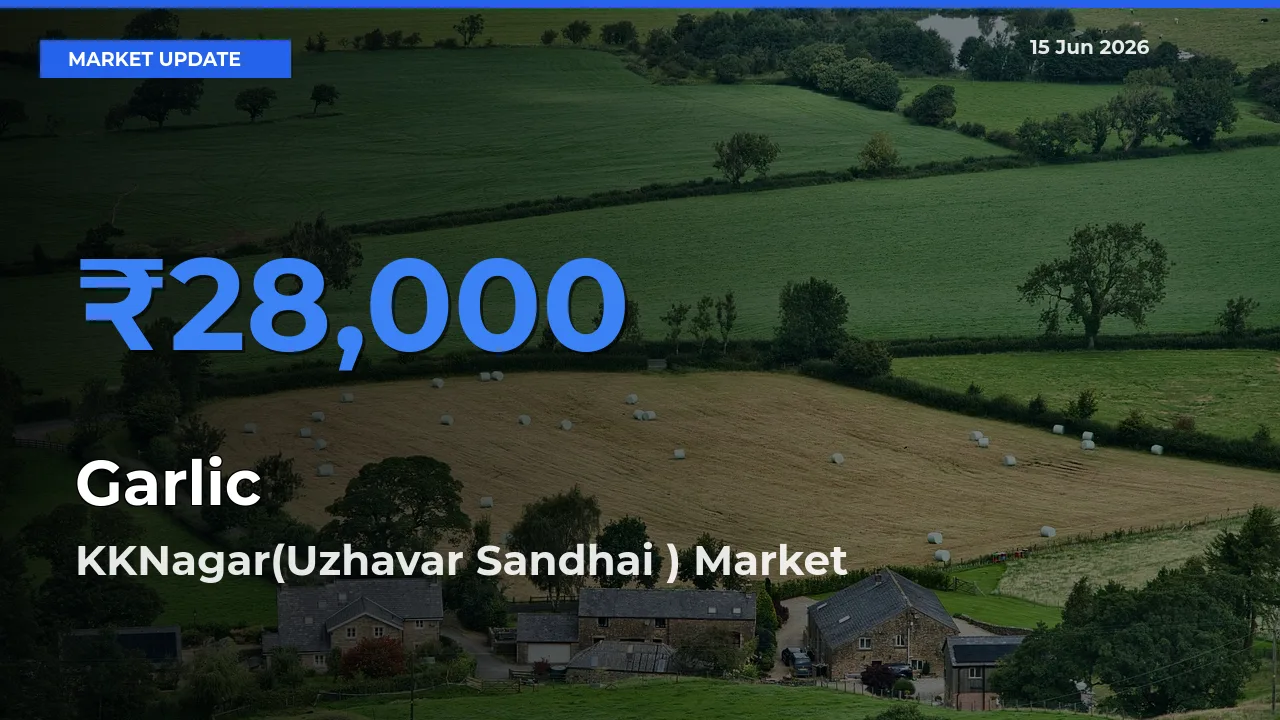 Market Watch: KKNagar(Uzhavar Sandhai ) Becomes Top Mandi for Garlic