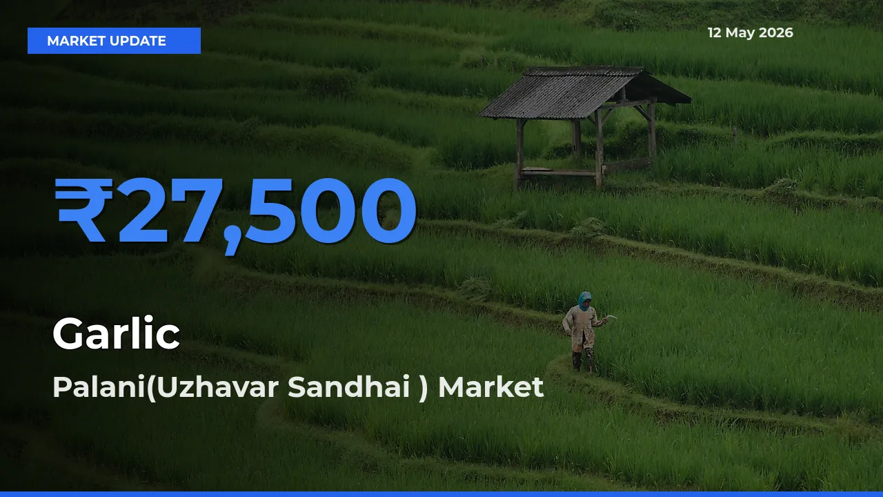 Palani(Uzhavar Sandhai ) Offers ₹27,500 – Highest Garlic Rate Today