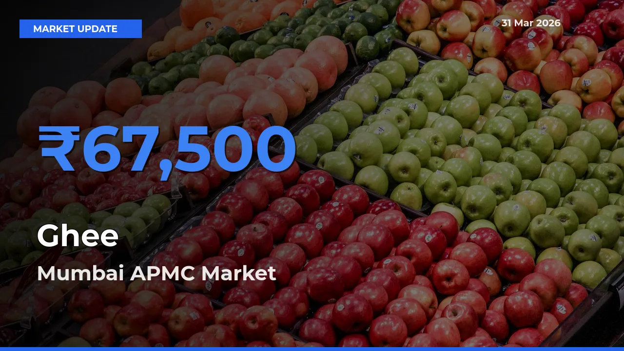 Mumbai APMC Offers ₹67,500 – Highest Ghee Rate Today