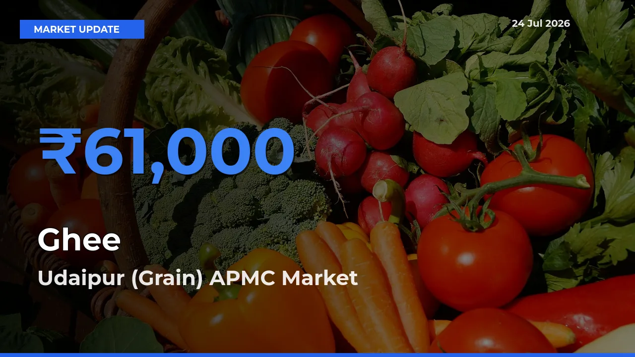 Top Performer! Udaipur (Grain) APMC Offers Best Ghee Price Today