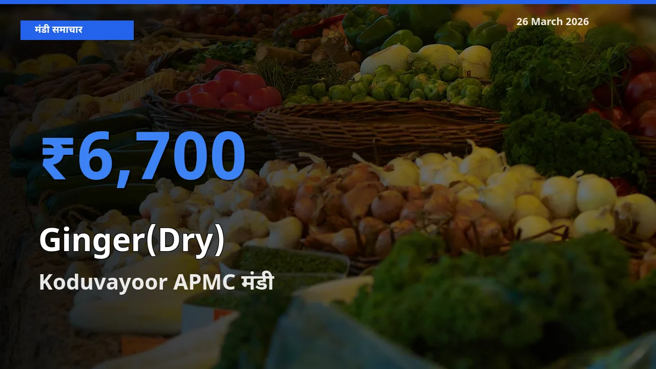 टॉप मंडी बना Koduvayoor APMC! अदरक (सूखा) के सबसे ऊँचे दाम यहीं दर्ज