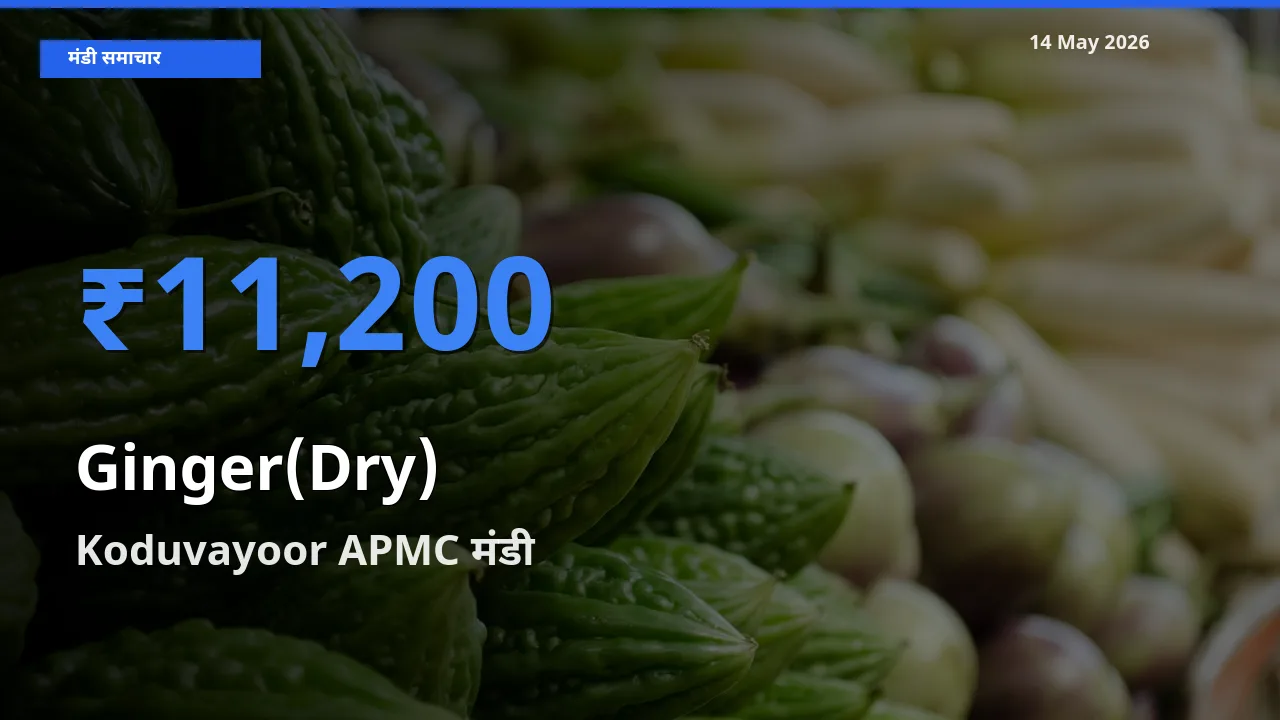 आज अदरक (सूखा) के सबसे ज़्यादा दाम Koduvayoor APMC मंडी में दर्ज
