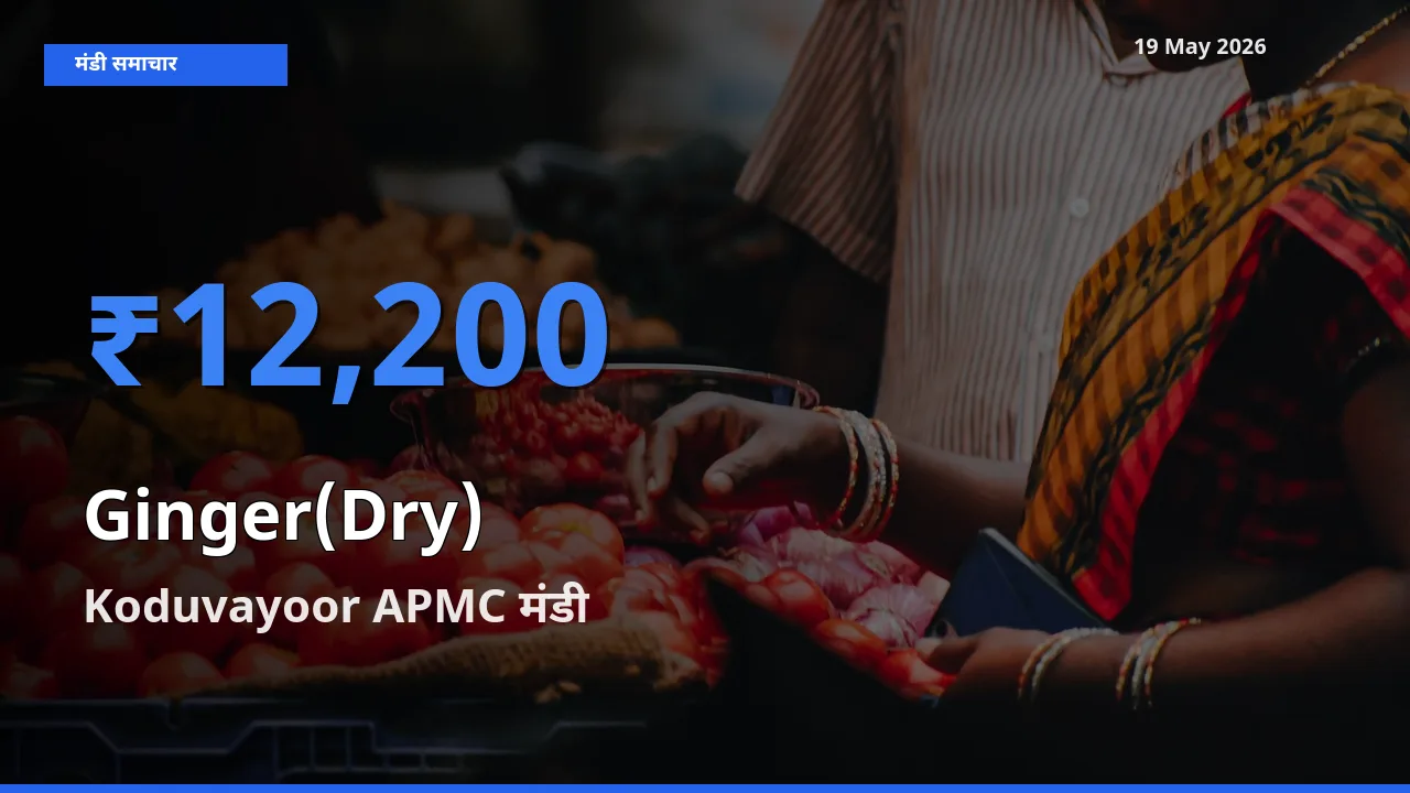 किसानों की पसंद बना Koduvayoor APMC, अदरक (सूखा) के सबसे अच्छे दाम