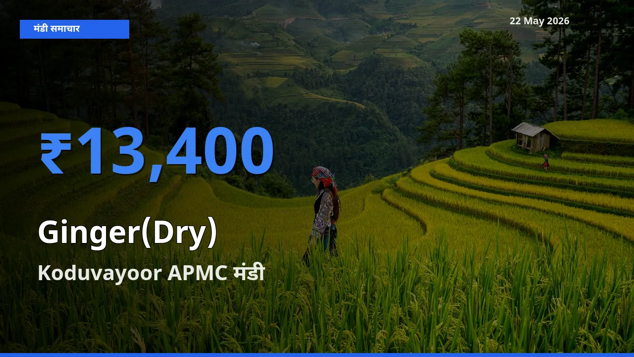 आज अदरक (सूखा) के सबसे ऊँचे दाम ₹13,400 Koduvayoor APMC मंडी में