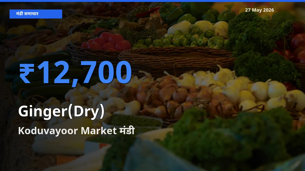 Koduvayoor Market मंडी में आज अदरक (सूखा) के सबसे ऊँचे दाम दर्ज