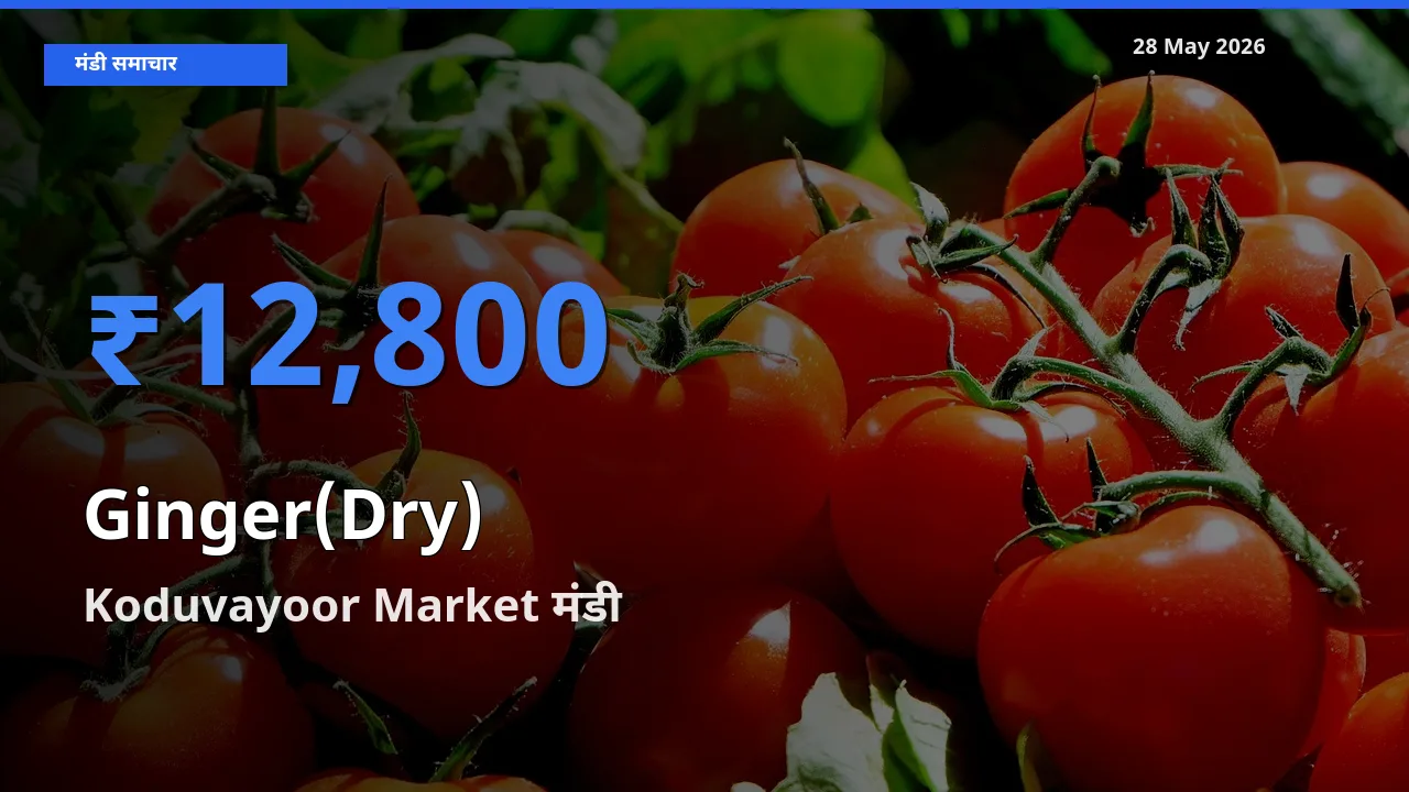 28 May अपडेट: अदरक (सूखा) के सबसे ऊँचे दाम Koduvayoor Market मंडी में