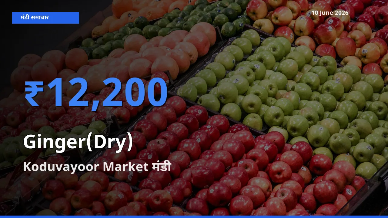 किसानों की पसंद बना Koduvayoor Market, अदरक (सूखा) के सबसे अच्छे दाम