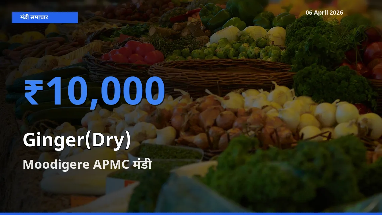 टॉप मंडी बना Moodigere APMC! अदरक (सूखा) के सबसे ऊँचे दाम यहीं दर्ज