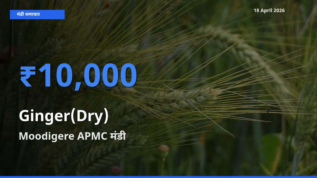 किसानों की पसंद बना Moodigere APMC, अदरक (सूखा) के सबसे अच्छे दाम
