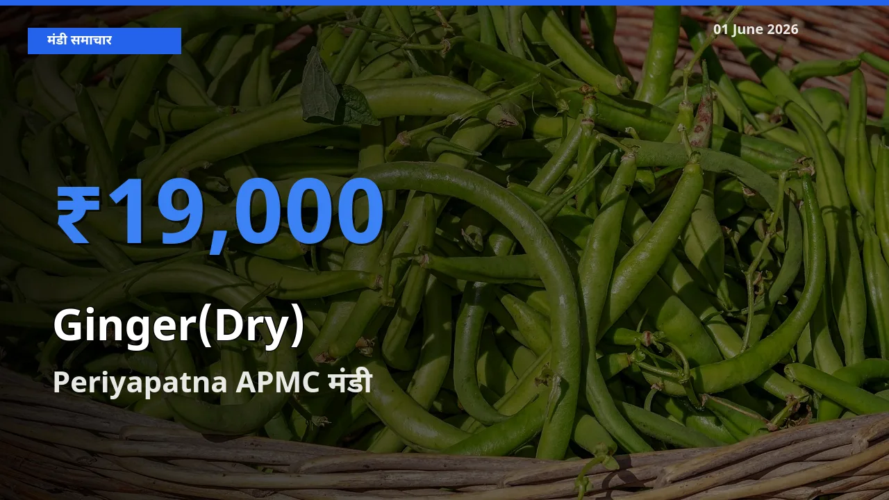Periyapatna APMC मंडी में आज अदरक (सूखा) के सबसे ऊँचे दाम दर्ज
