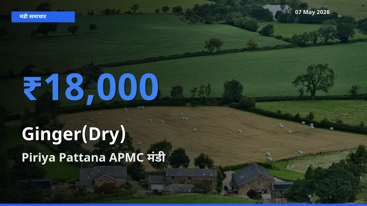 टॉप मंडी बना Piriya Pattana APMC! अदरक (सूखा) के सबसे ऊँचे दाम यहीं दर्ज