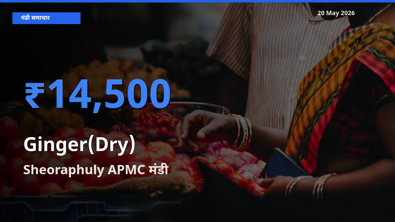 आज का मंडी भाव: अदरक (सूखा) के सबसे ज़्यादा दाम Sheoraphuly APMC में