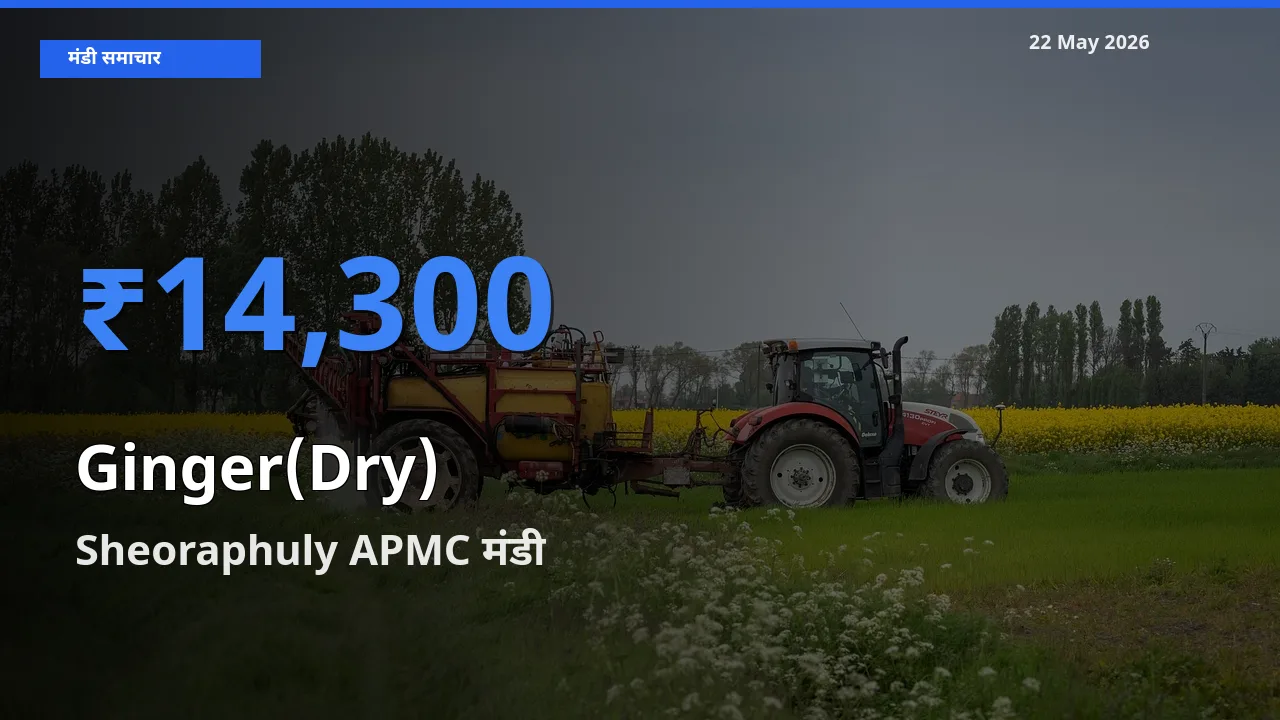 22 May अपडेट: अदरक (सूखा) के सबसे ऊँचे दाम Sheoraphuly APMC मंडी में