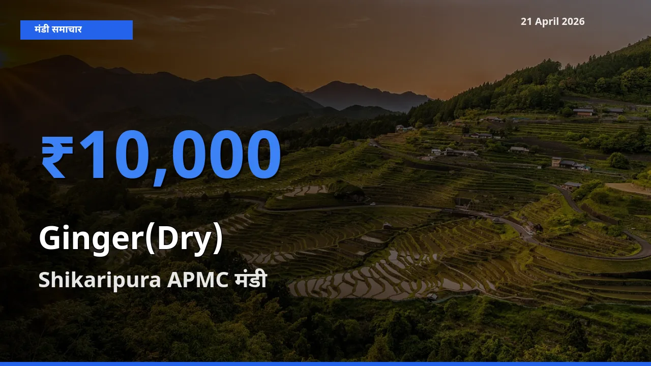 Shikaripura APMC में अदरक (सूखा) का आज सबसे ऊँचा भाव