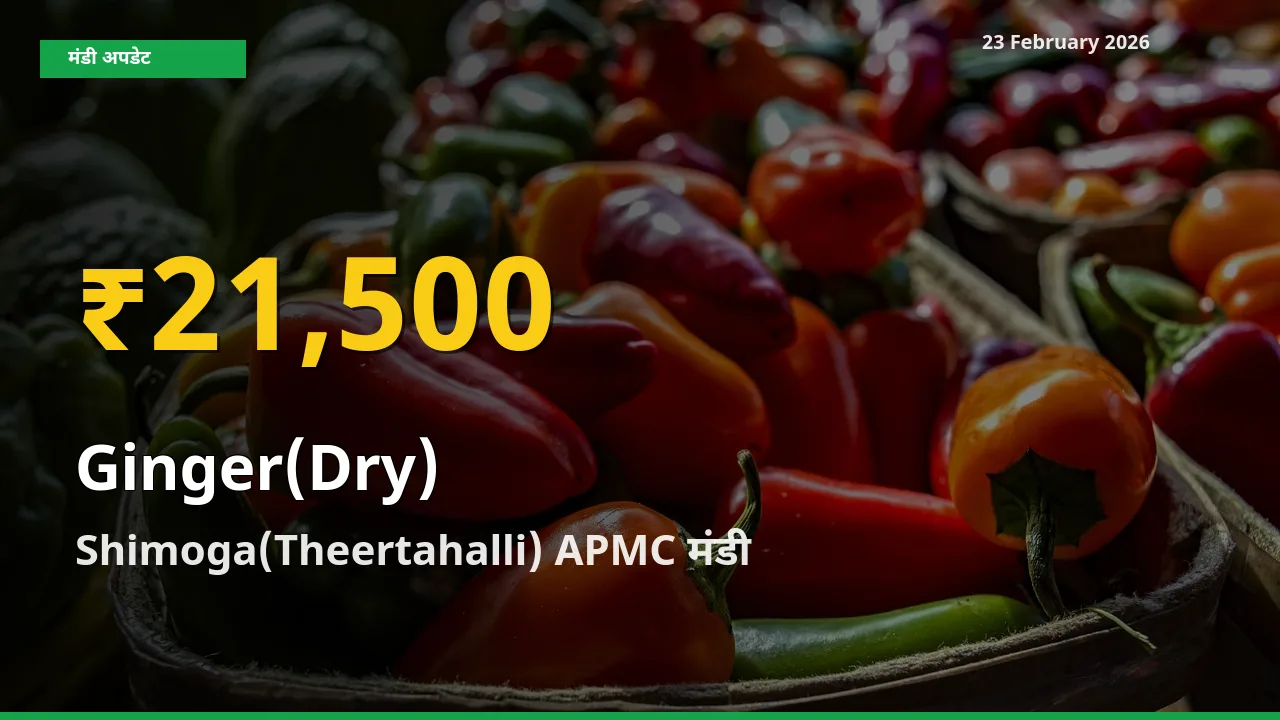 23 February अपडेट: Shimoga(Theertahalli) APMC में Ginger(Dry) के दाम रिकॉर्ड स्तर पर