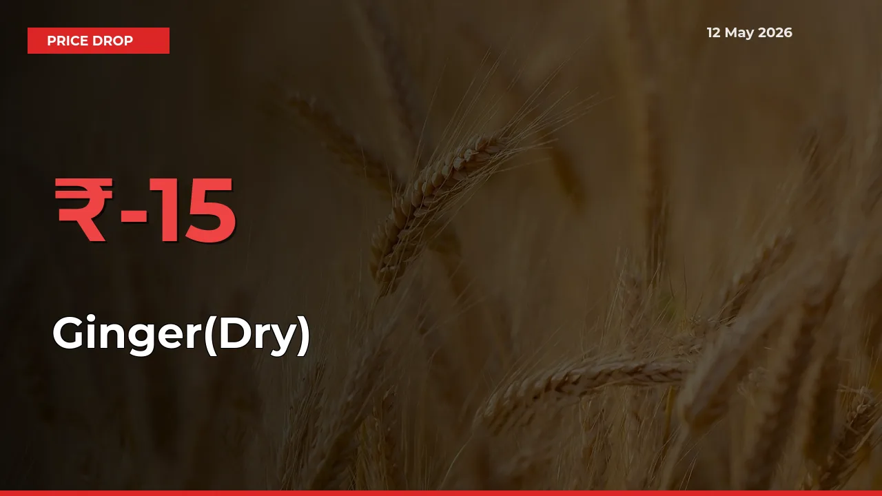Ginger(Dry) Falls 15.42% at Mandis