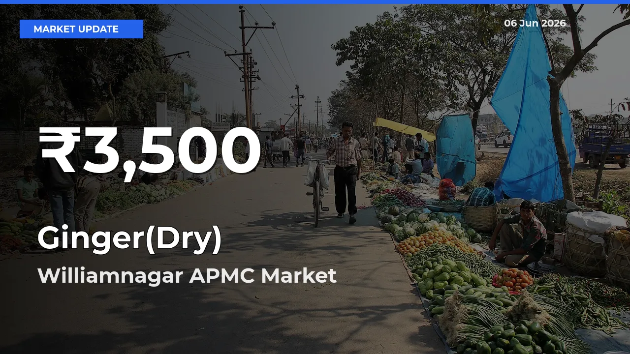 Big Drop! Ginger(Dry) Slides to 30-Day Low at Williamnagar APMC
