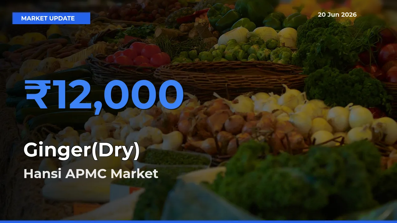 Hansi APMC Emerges as Top Mandi for Ginger(Dry) Prices Today