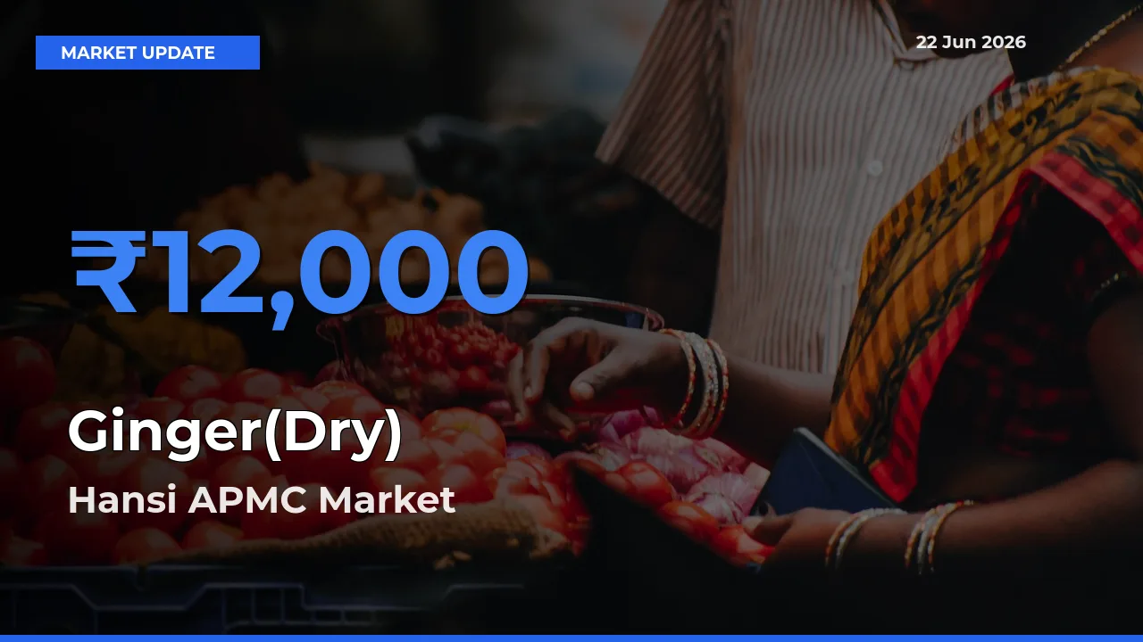 Hansi APMC Records Highest ₹12,000 Rate for Ginger(Dry)