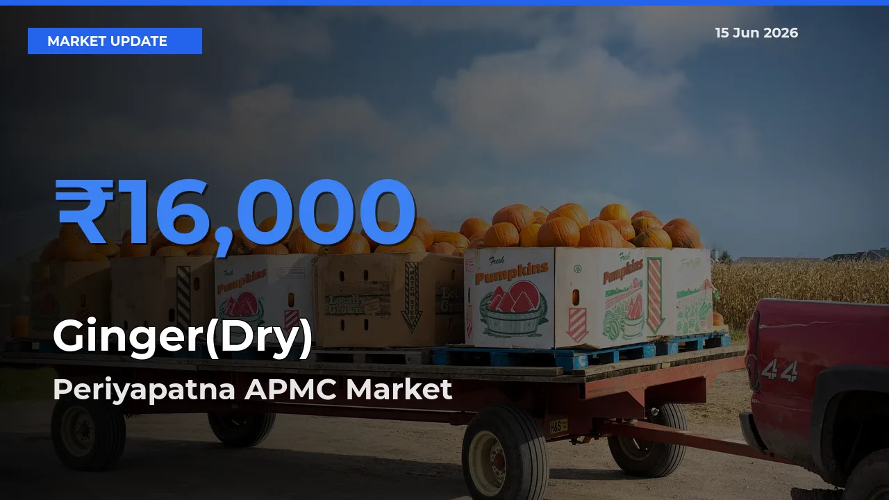 Top Performer! Periyapatna APMC Offers Best Ginger(Dry) Price Today