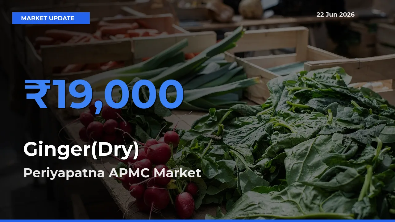 Ginger(Dry) Mandi Rate Today: Periyapatna APMC Tops the List