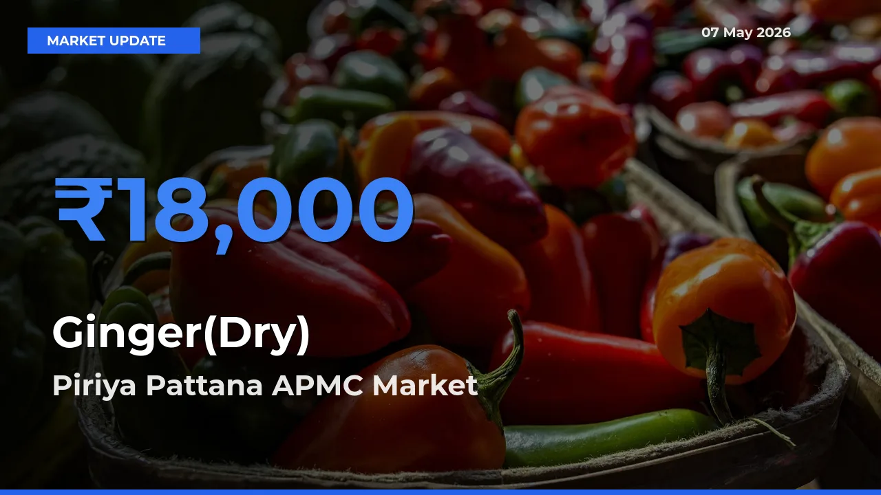 Piriya Pattana APMC Emerges as Top Mandi for Ginger(Dry) Prices Today