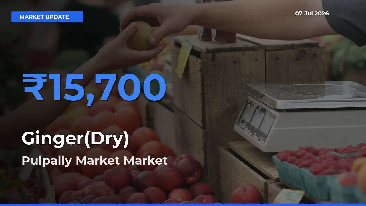 Farmers Prefer Pulpally Market as Ginger(Dry) Hits Highest Rate