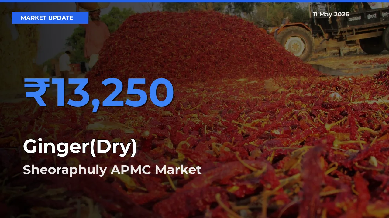 Sheoraphuly APMC Tops Ginger(Dry) Mandi Rates Today