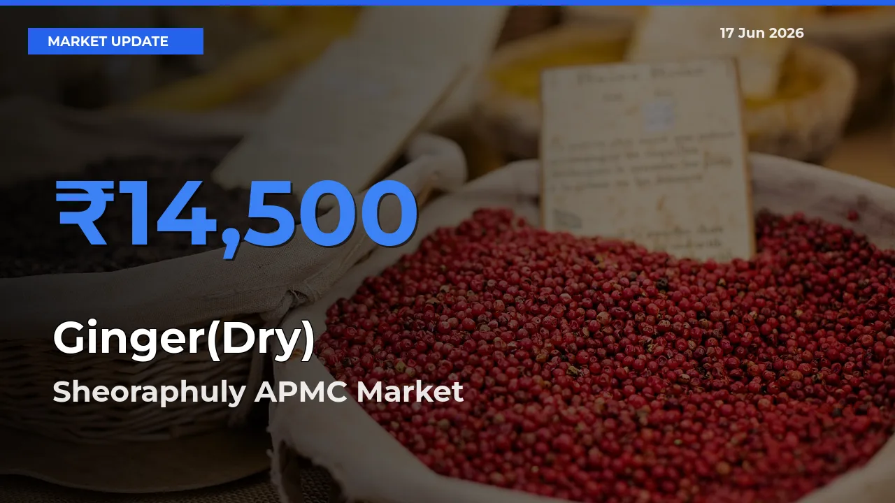 Sheoraphuly APMC Leads as Top Mandi for Ginger(Dry) Prices