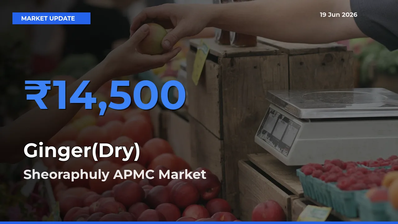 Market Watch: Sheoraphuly APMC Becomes Top Mandi for Ginger(Dry)