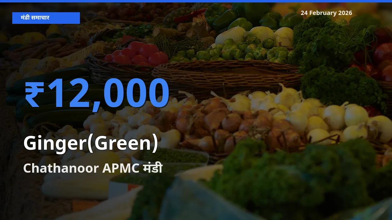टॉप मंडी बना Chathanoor APMC! Ginger(Green) के सबसे ऊँचे दाम यहीं दर्ज