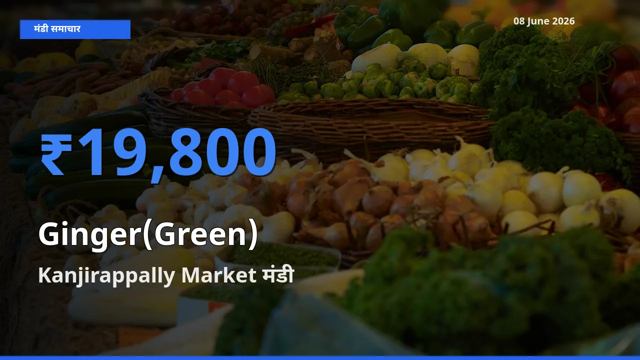 08 June अपडेट: अदरक (हरा) के सबसे ऊँचे दाम Kanjirappally Market मंडी में