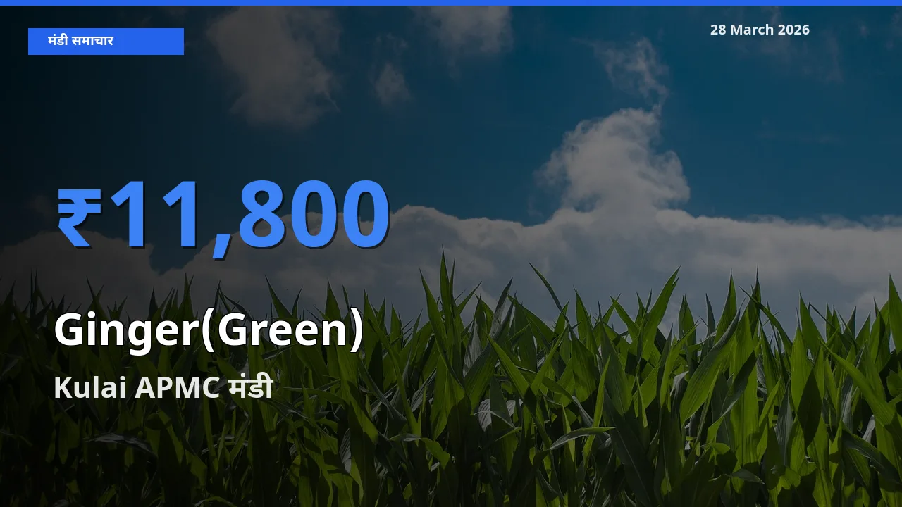 आज अदरक (हरा) के सबसे ज़्यादा दाम Kulai APMC मंडी में दर्ज