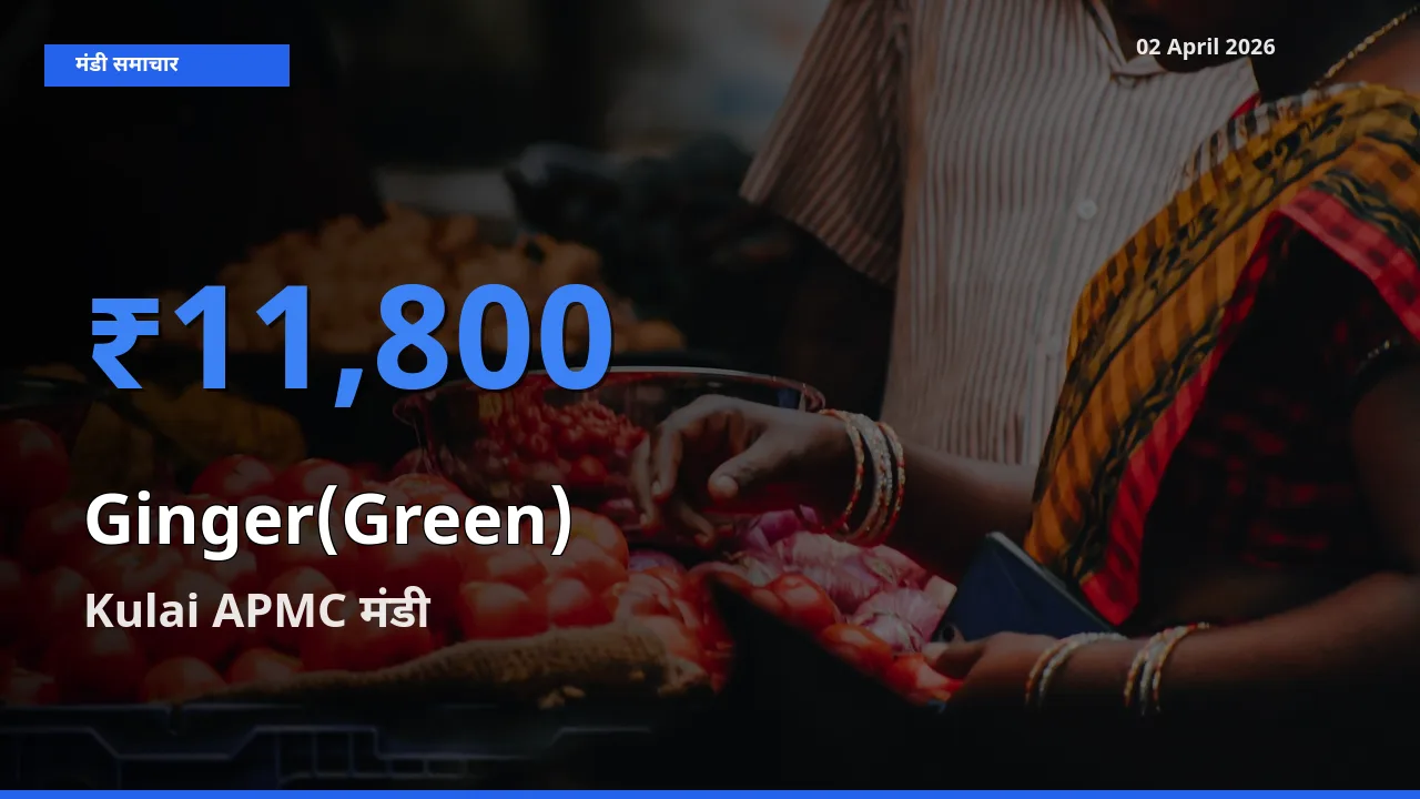 टॉप मंडी बना Kulai APMC! अदरक (हरा) के सबसे ऊँचे दाम यहीं दर्ज