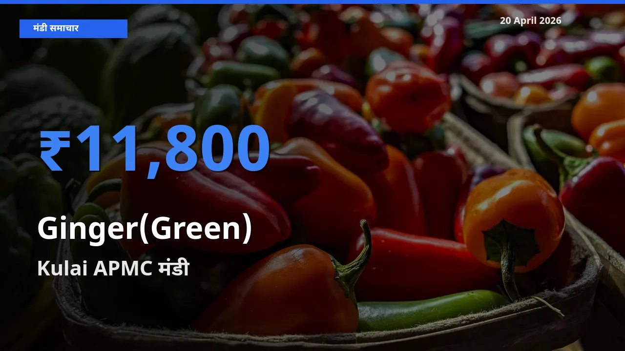 किसानों की पसंद बना Kulai APMC, अदरक (हरा) के सबसे अच्छे दाम