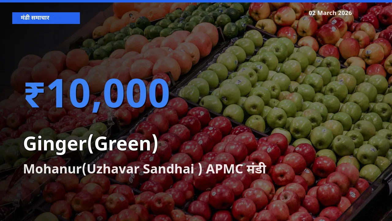 बाज़ार संकेत: Mohanur(Uzhavar Sandhai ) APMC बना Ginger(Green) के लिए आज की टॉप मंडी