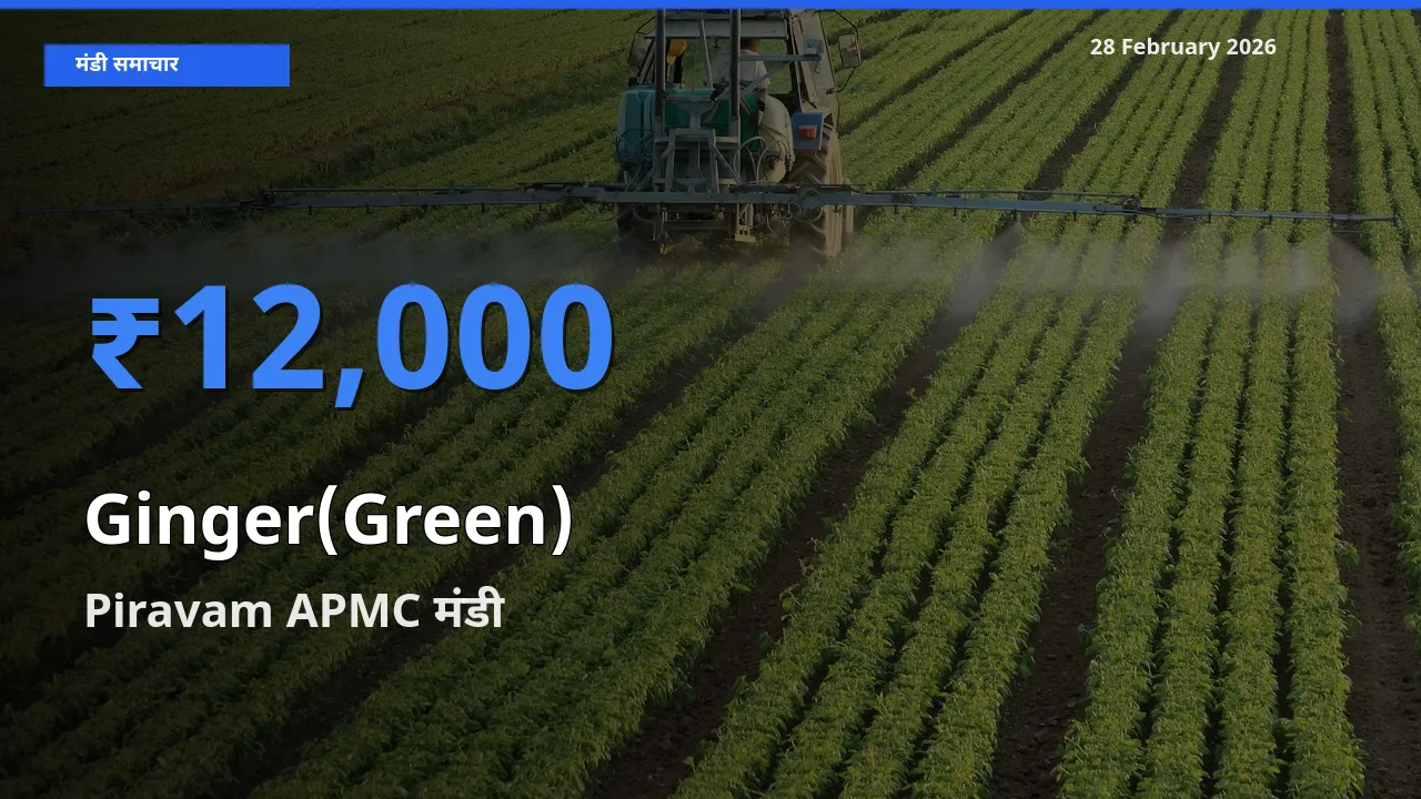 28 February अपडेट: Ginger(Green) के सबसे ऊँचे दाम Piravam APMC मंडी में