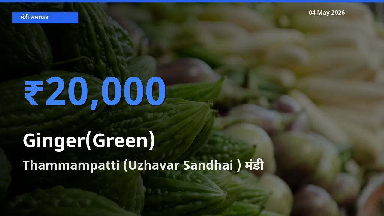 आज का मंडी भाव: अदरक (हरा) के सबसे ज़्यादा दाम Thammampatti (Uzhavar Sandhai ) में