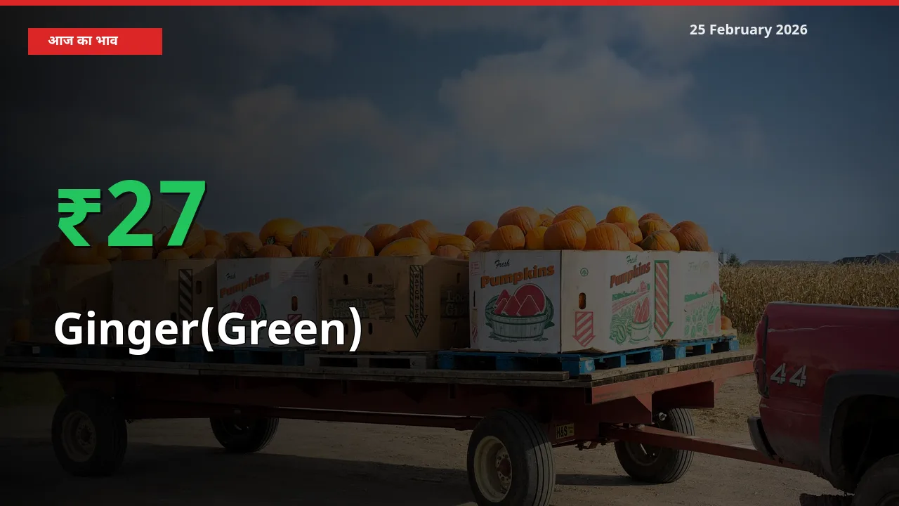 तेज़ तेजी! मंडी में Ginger(Green) के दाम 27.18% चढ़े