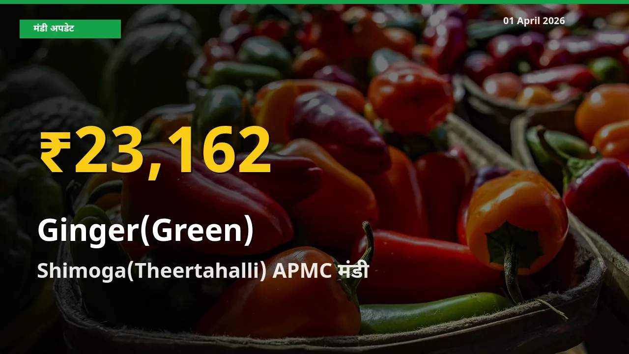 आज का मंडी भाव: Shimoga(Theertahalli) APMC में अदरक (हरा) सबसे ऊँचे स्तर पर