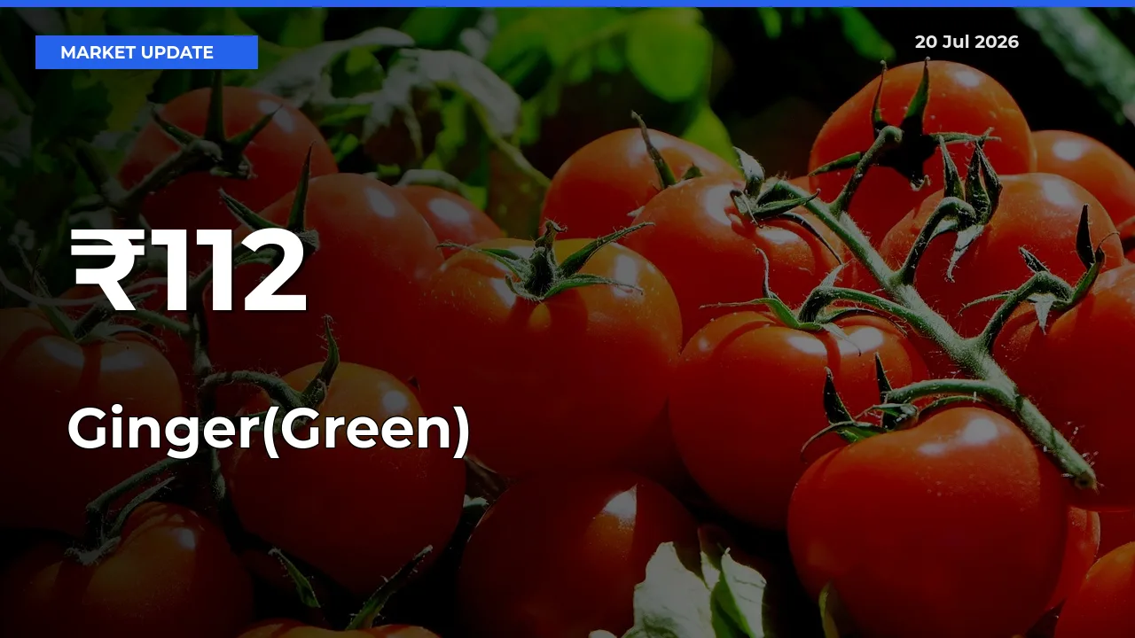 Ginger(Green) Prices Trend Across 112+ Mandis – Market Direction Turns Clear