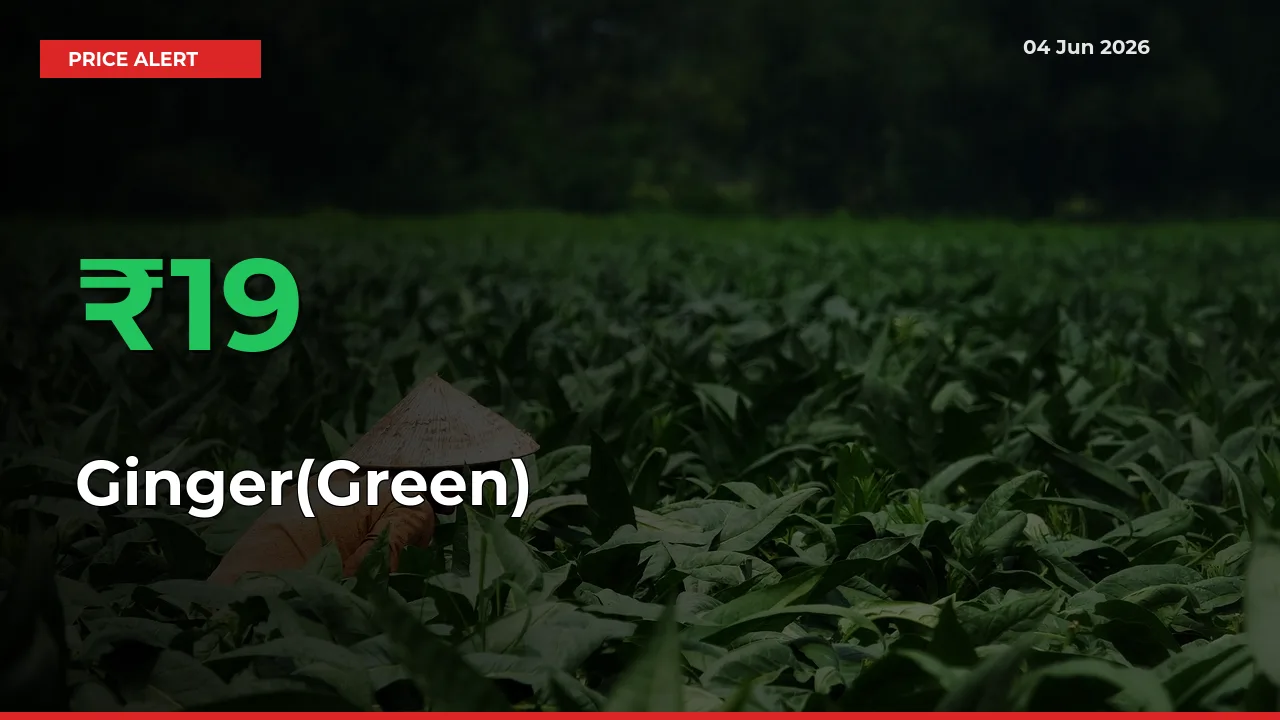 Farmers Cheer as Ginger(Green) Prices Surge 19.08% in Local Mandis