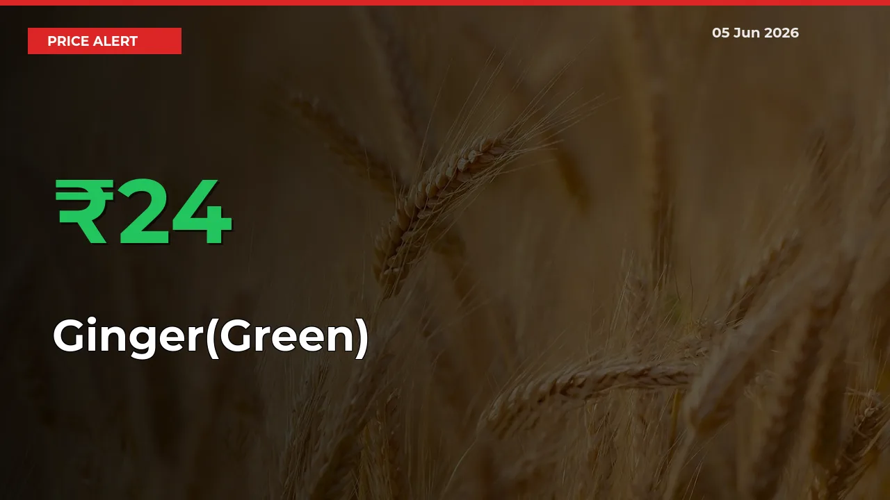 Sudden 24.03% Rally in Ginger(Green) Prices Across Mandis