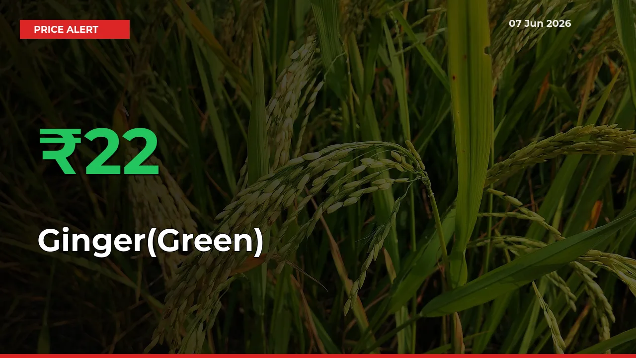 Big Rally! Ginger(Green) Climbs 21.66% in 24 Hours at Top Mandis