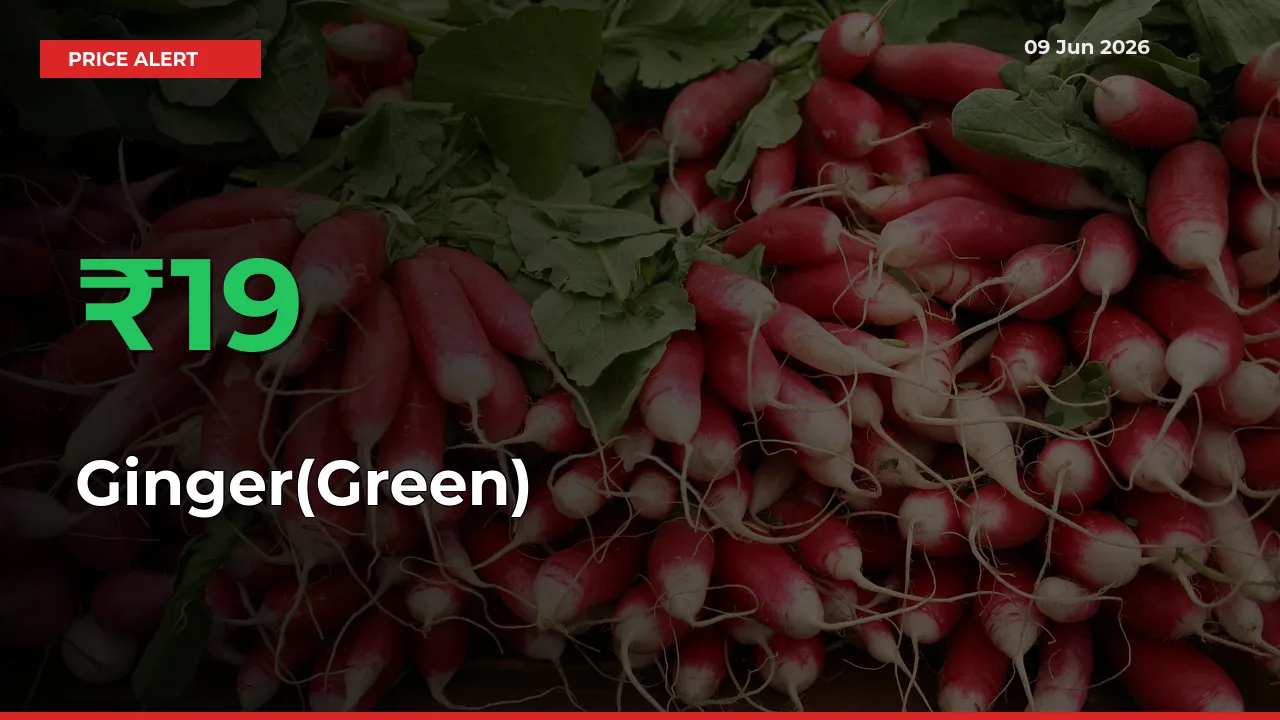 Farmers Cheer as Ginger(Green) Prices Surge 18.54% in Local Mandis