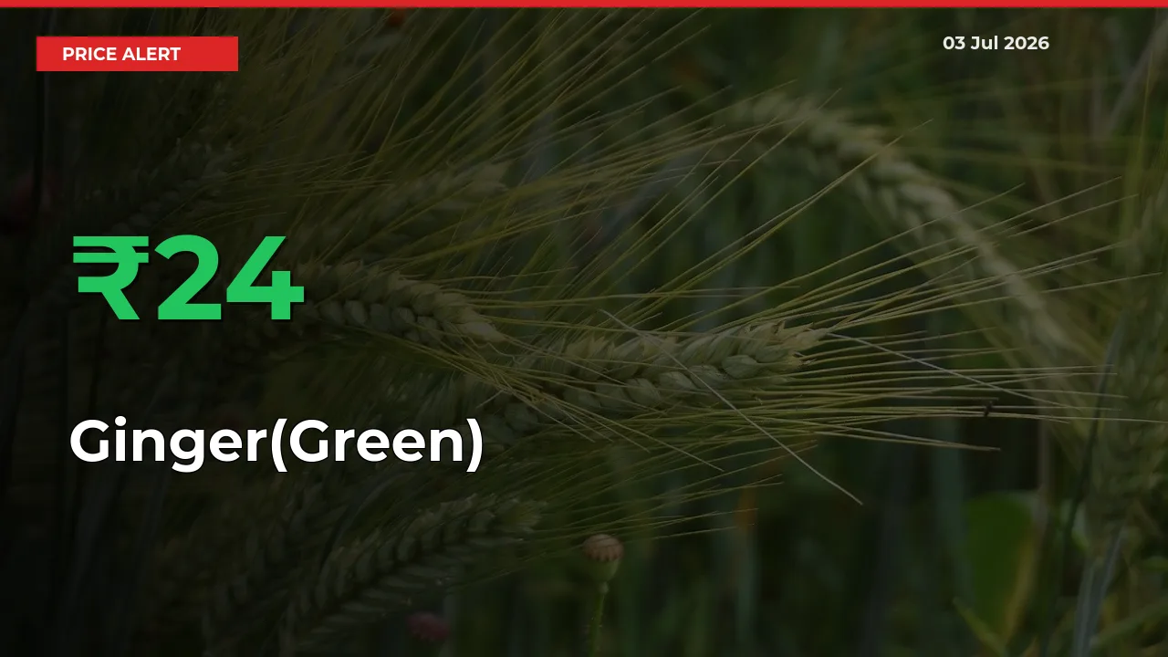 Ginger(Green) Prices Rise 23.59% in a Day at Major Mandis