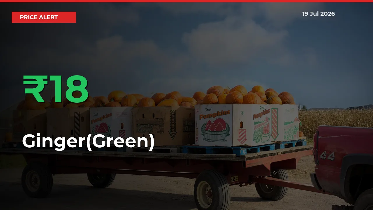 Ginger(Green) Mandi Rate Today: Prices Jump 18.46% at Market