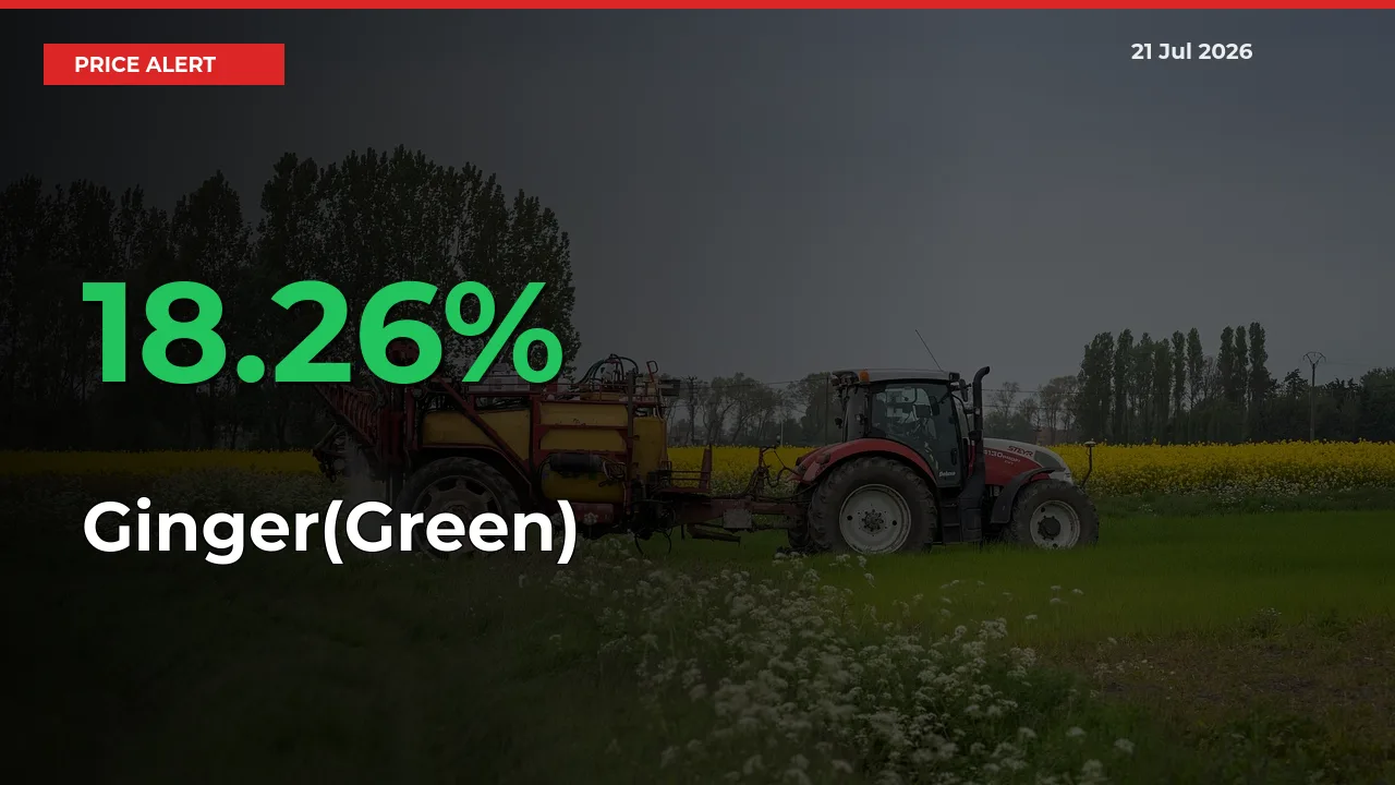 Why Ginger(Green) Prices Rose 18.26% in a Day at Mandis