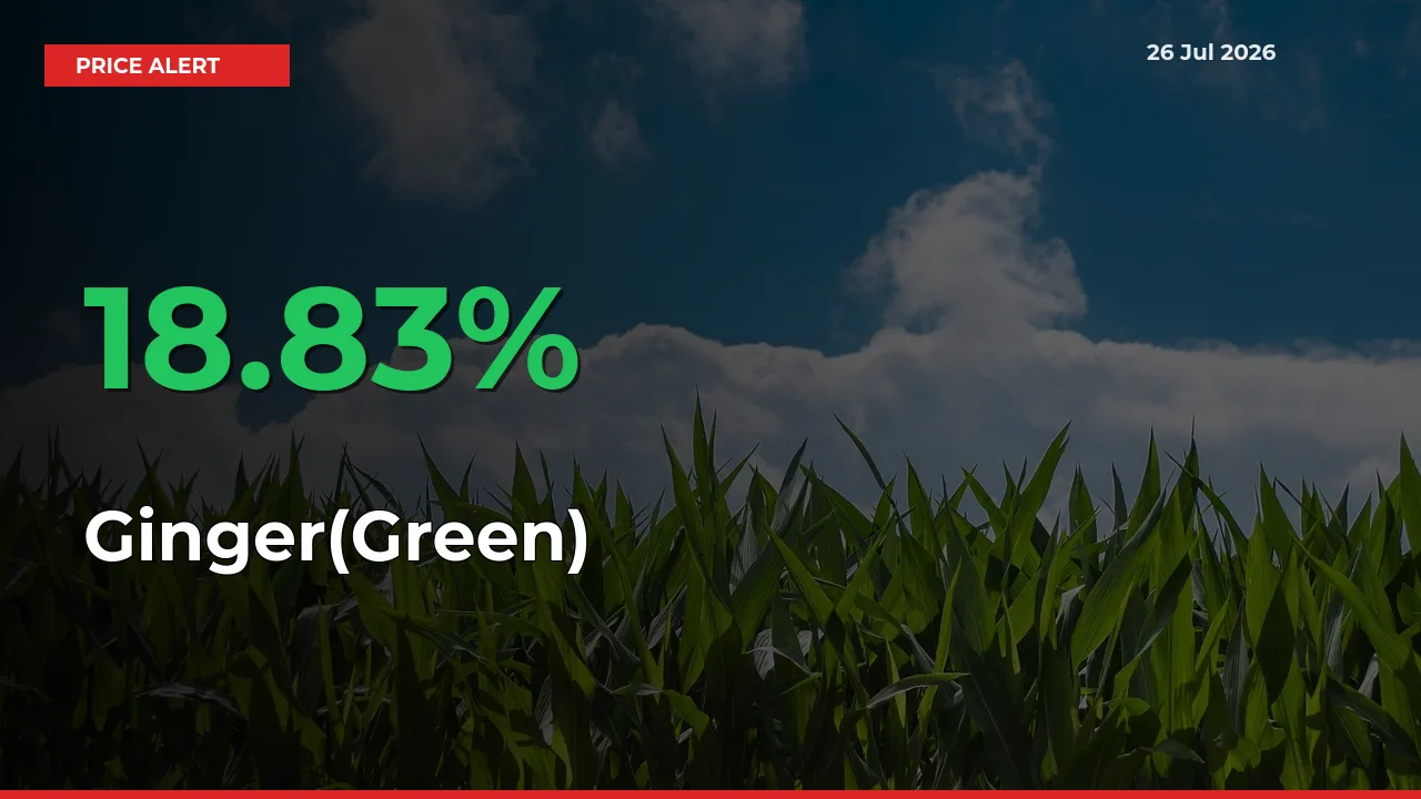 Ginger(Green) Rises 18.83% at Mandis
