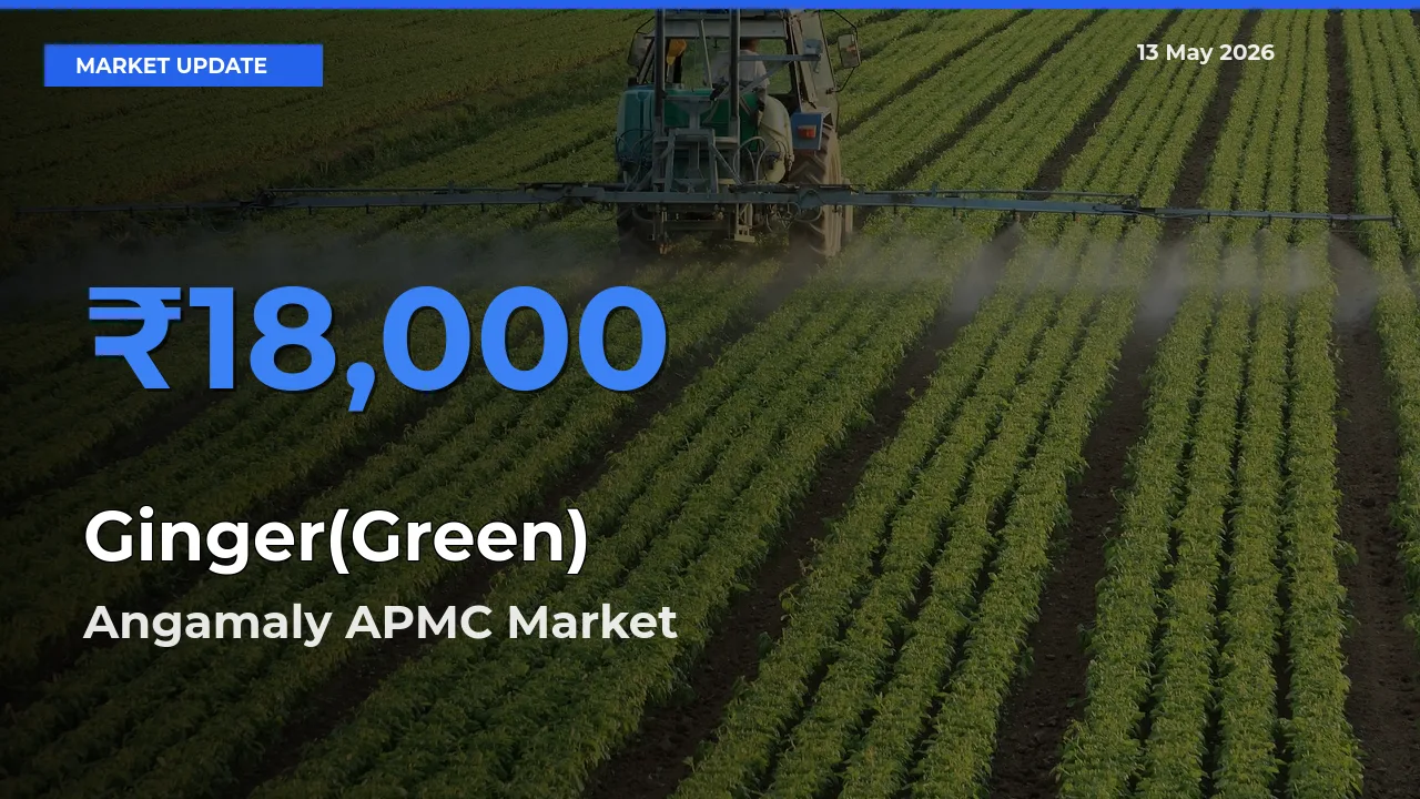 Angamaly APMC Leads as Top Mandi for Ginger(Green) Prices
